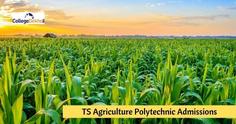 TS Agriculture Polytechnic Admission 2023 –  Application Form (Released), Dates, Eligibility, Counselling, Colleges